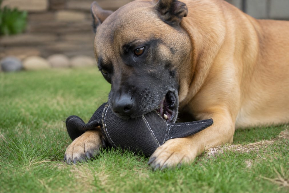 Large dog actively chewing on a reinforced toy with visible seam stitching and ballistic nylon material, showing the toy's construction quality and durability in action