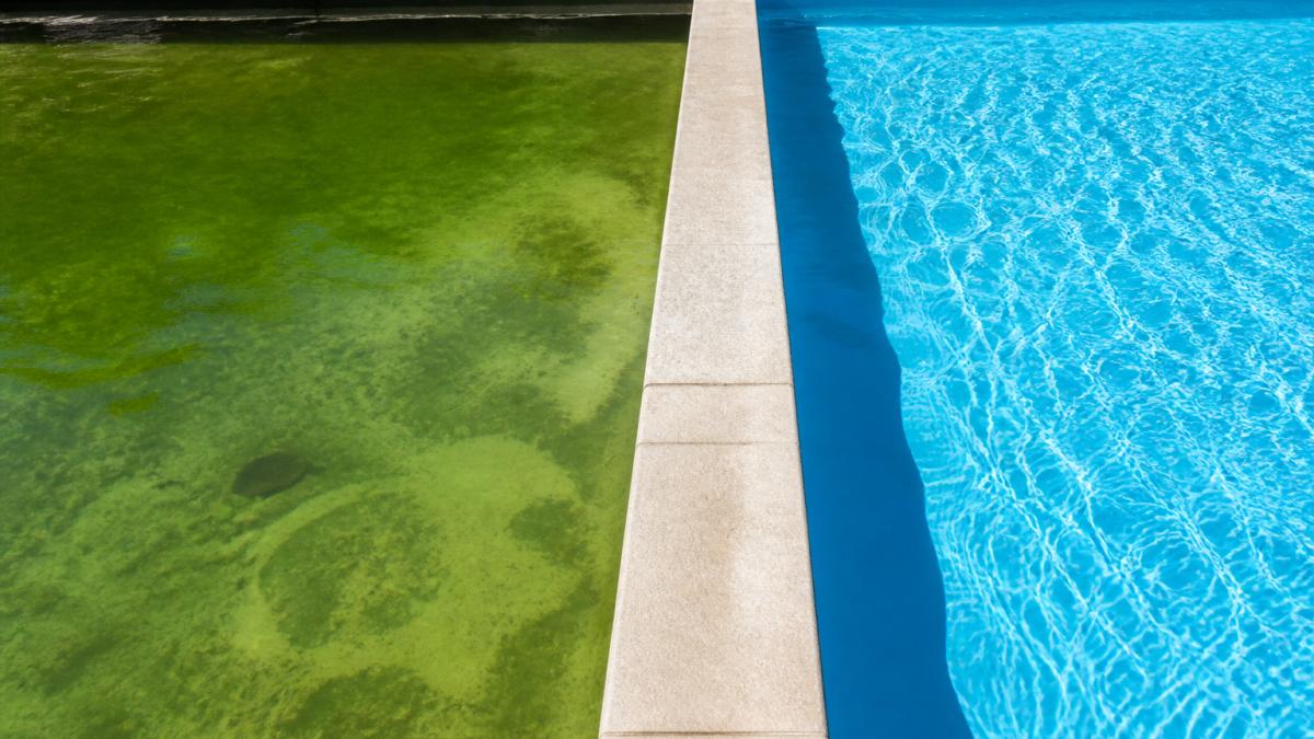 Murky green algae bloom in a pool compared to clear blue water in an adjacent section