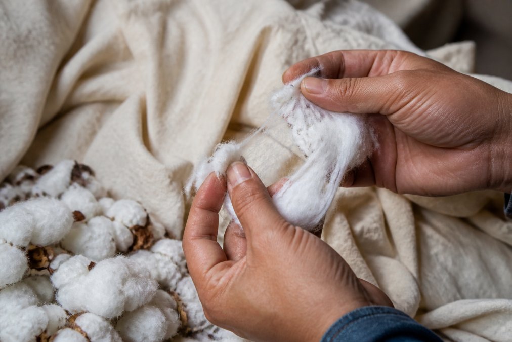 Close-up of hands inspecting premium long-staple cotton fibers against raw textile materials, showing the fine detail and quality of natural fibers before manufacturing in natural daylight