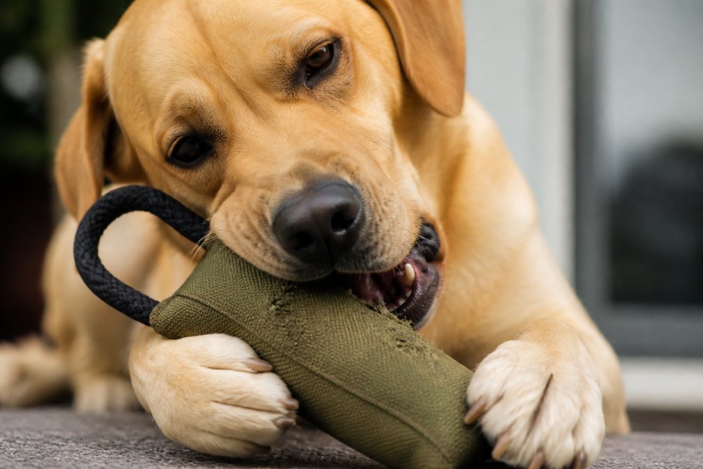 Close-up of a dog actively chewing on a durable nylon toy, showing the textured surface and material engagement with visible tooth marks, demonstrating the toy's resistance to aggressive chewing