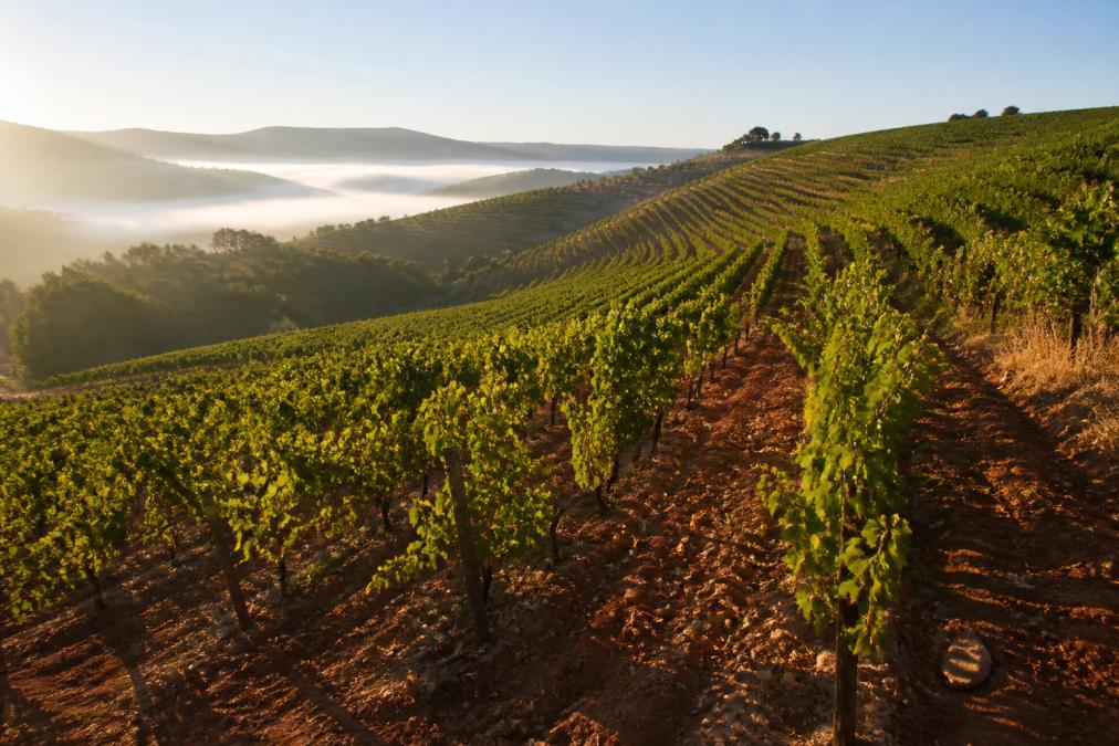 Scenic vineyard landscape with mature grapevines covering rolling hillside, showing exposed reddish soil between vine rows, afternoon sunlight casting long shadows across terraced rows, misty valley visible in background