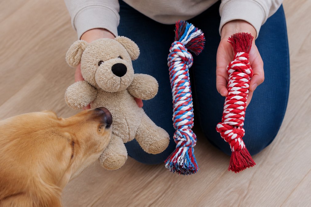 Pet owner's hands demonstrating proper toy selection by holding three different dog toys side-by-side, a soft plush toy, a rubber rope toy, and a durable nylon chew toy, with a curious dog sniffing at the options on a light wooden floor