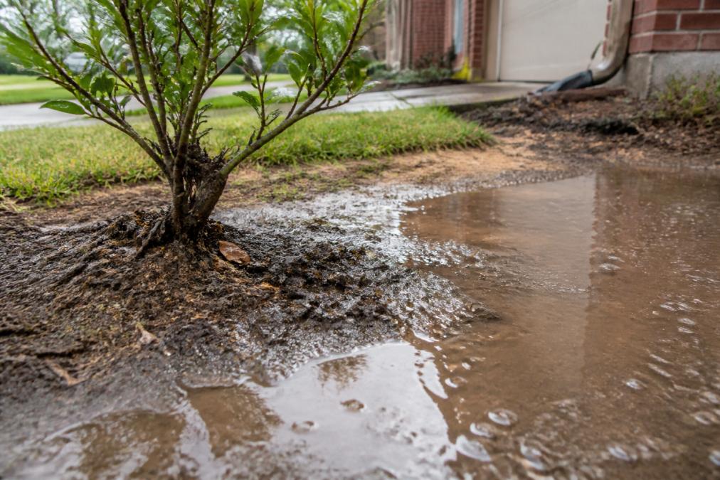 Close-up of water pooling in residential yard with muddy ground, visible landscape erosion, and damaged soil around plant base after heavy rain