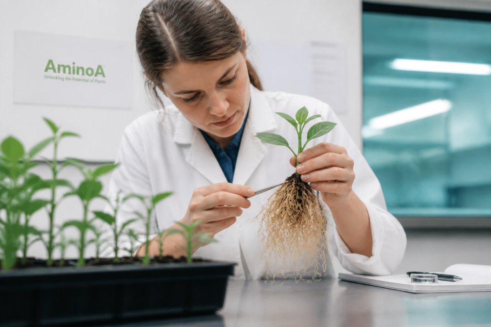 Why Root Development Affects Plant Stress Resistance