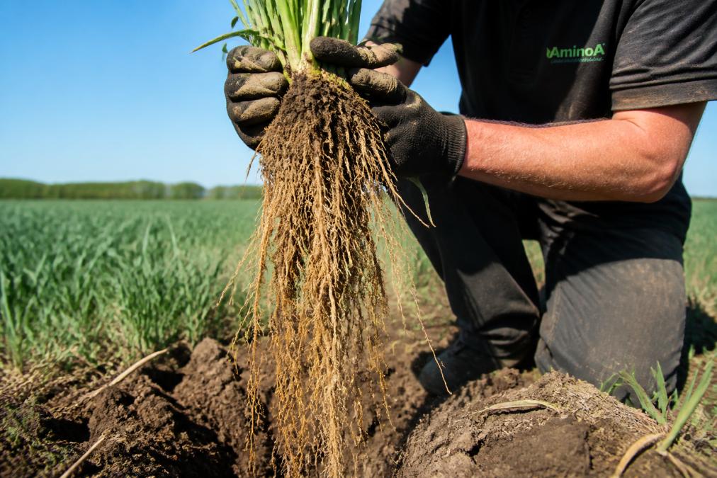 Close-up of a wheat plant being lifted from dry soil, showing deep, branching roots extending well below the surface, with a farmer's gloved hands holding the root mass