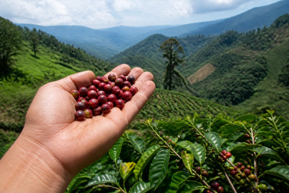 Close-up of coffee beans in a farmer's hand with lush green mountainous coffee farm landscape visible in the background, showing steep elevation and regional terrain