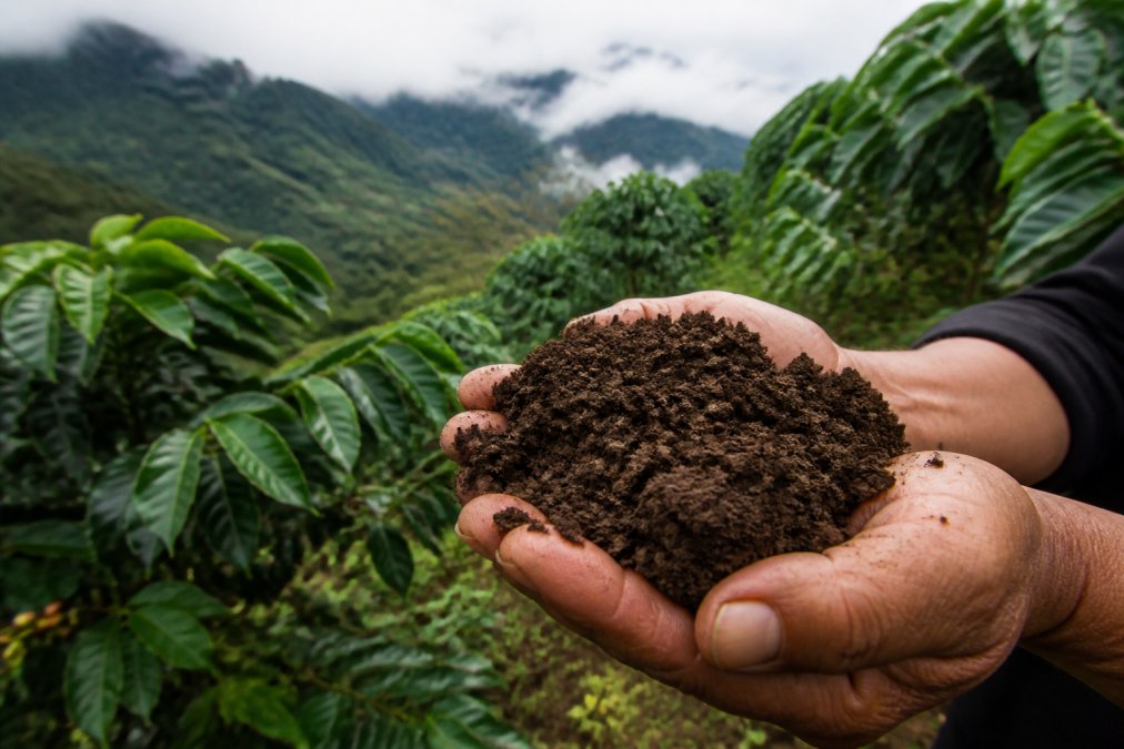 Close-up of rich, dark volcanic soil in a coffee farmer's hands with lush green coffee plants and misty hillside in the background, showing elevation and tropical landscape