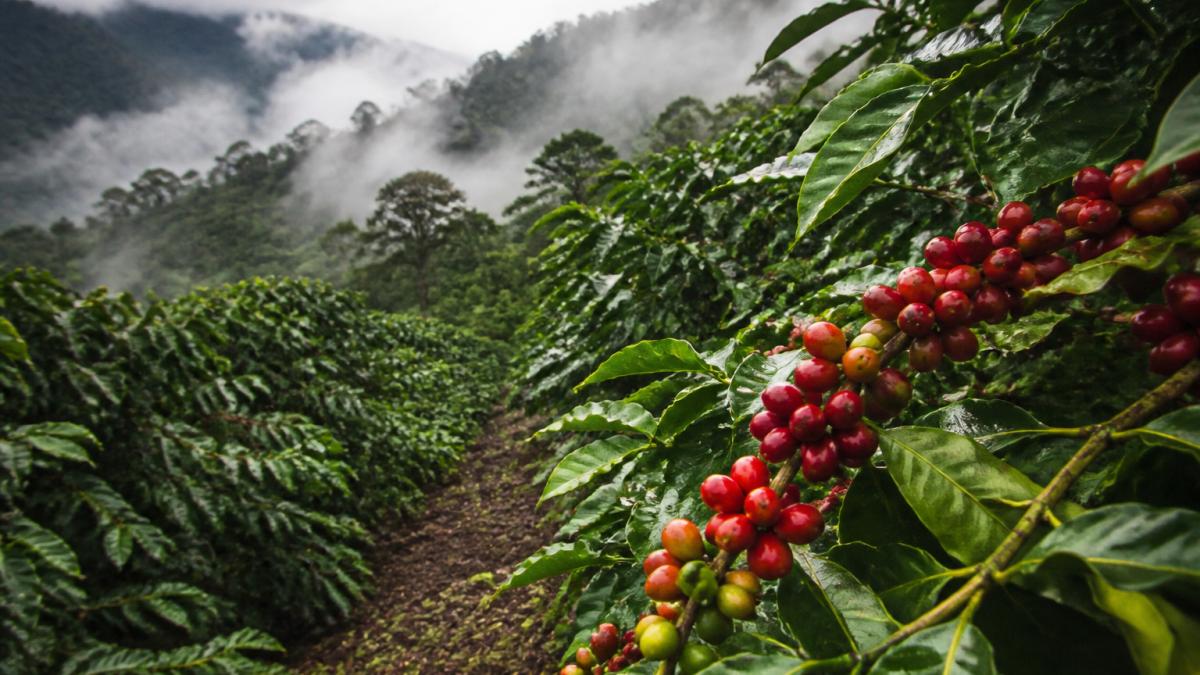 Close-up of coffee plants with red cherry fruits growing at high altitude with volcanic soil visible, morning mist between rows of green canopy, showing individual coffee cherries ready for harvest