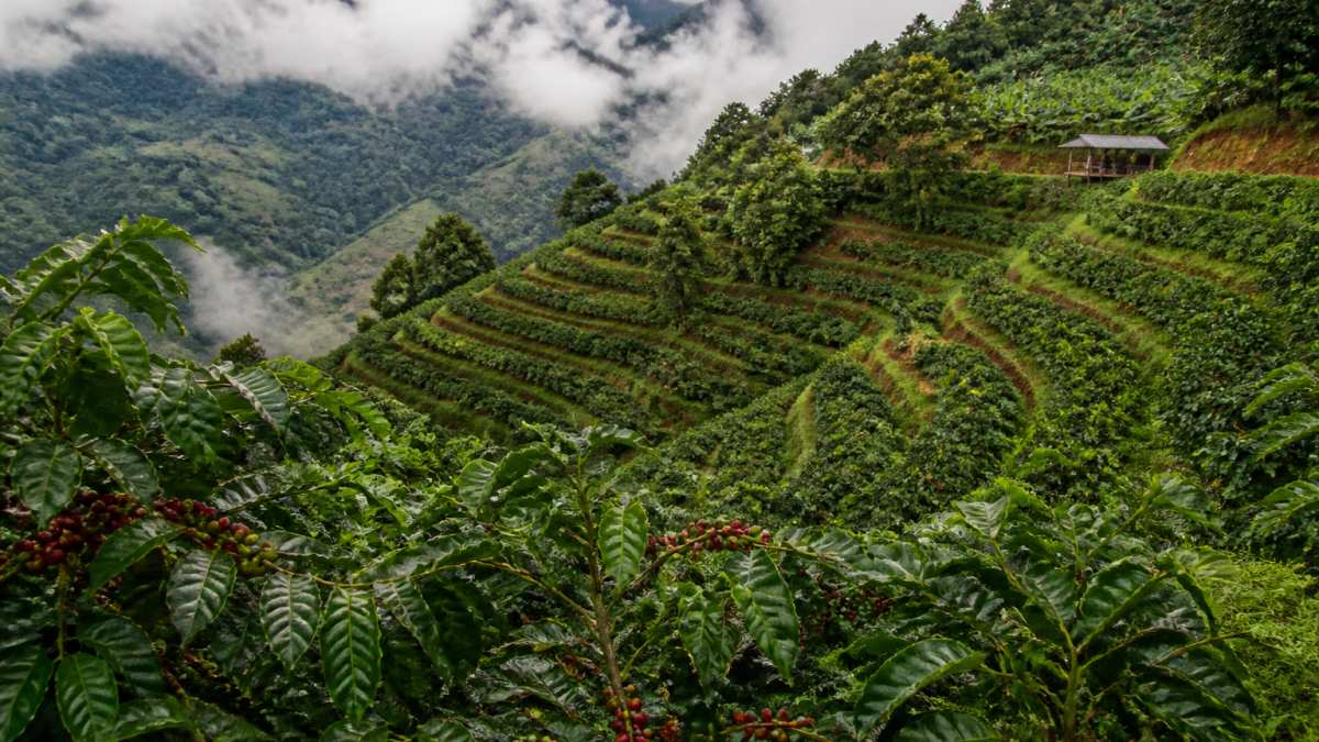Coffee plants growing on a hillside at high altitude with misty mountains in the background, showing terraced farming and the elevation typical of specialty coffee regions
