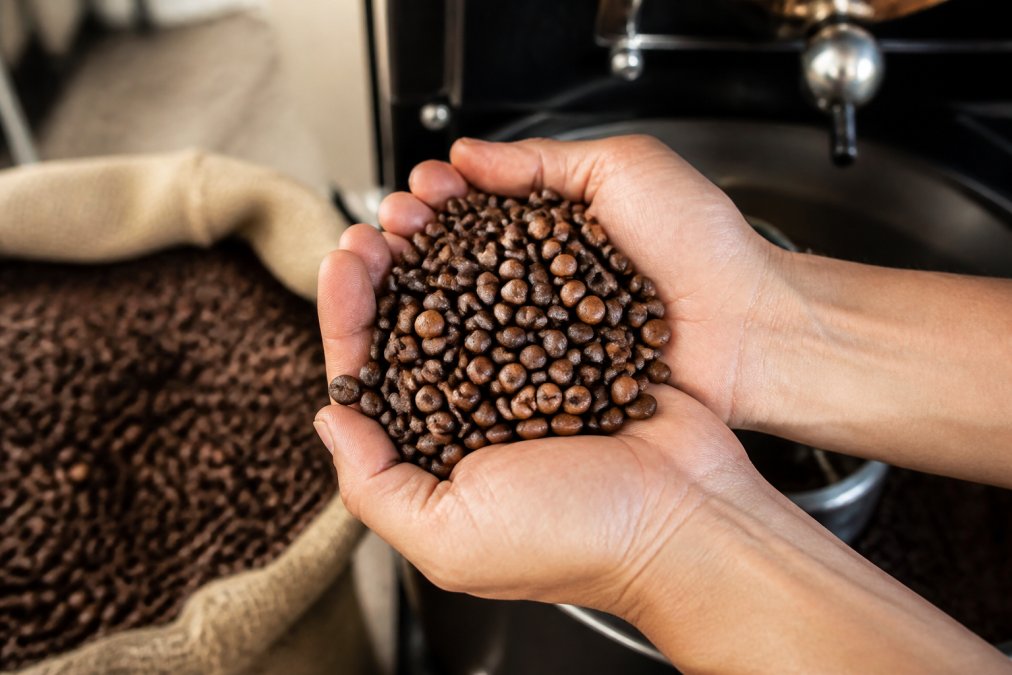 Close-up of hands holding freshly roasted specialty coffee beans showing varied amber and chocolate tones, with burlap sack and roasting equipment in soft focus background