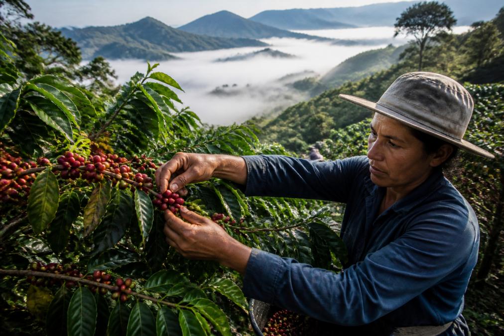Coffee farmer carefully harvesting ripe red cherries by hand on a steep mountainside farm with morning mist in the valley below, showing the labor-intensive nature of specialty coffee harvesting