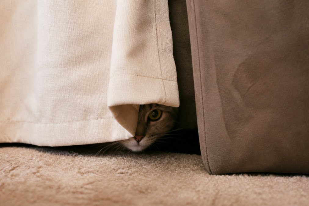 Why Your Cat Is Acting Shy and Hiding: A Guide