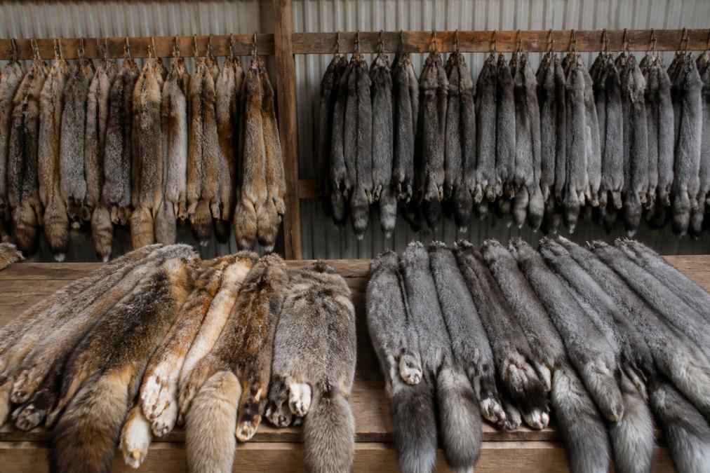 Wild Harvested vs Farmed Fur: Key Differences