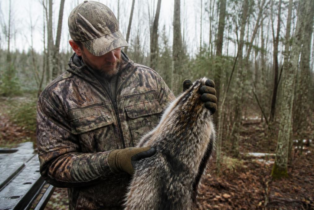 Professional trapper carefully inspecting a wild pelt in a woodland setting to demonstrate ethical harvesting.