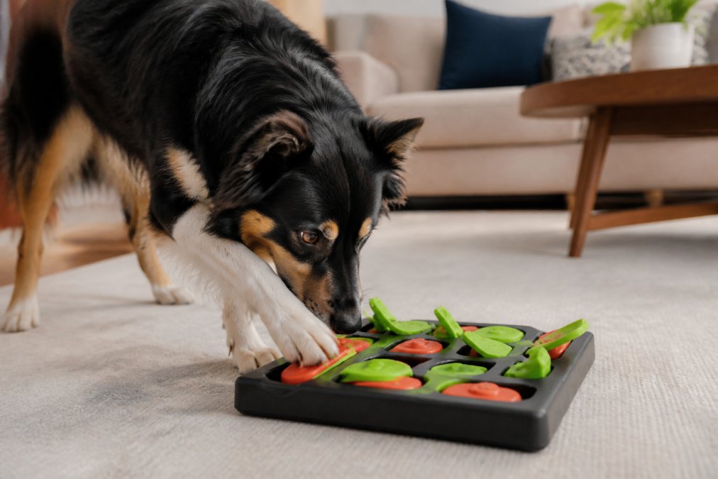 A focused dog actively working with an interactive puzzle toy, nose and paws engaged as the dog manipulates moving parts to access treats, showing concentrated body language and engagement in a bright home setting