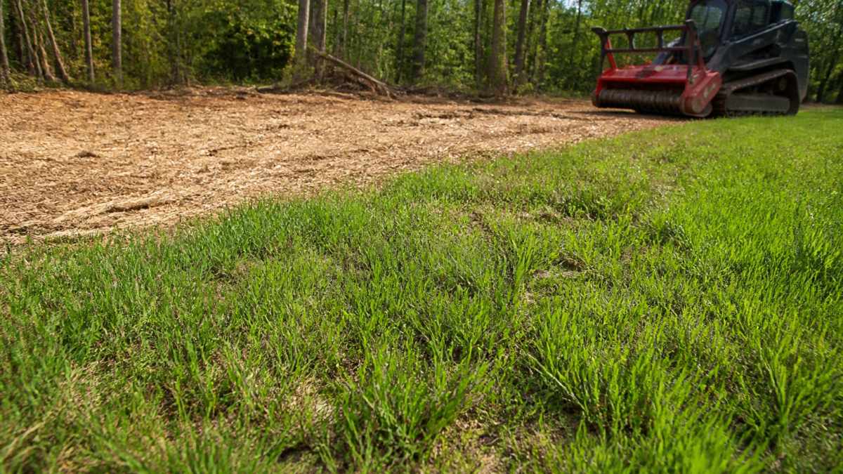 Will Grass Grow After Forestry Mulching?