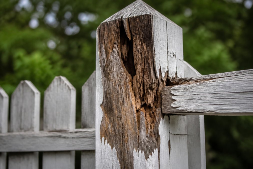 Close-up of a wooden fence post showing visible rot, decay, and weathering damage with peeling paint and discolored wood grain