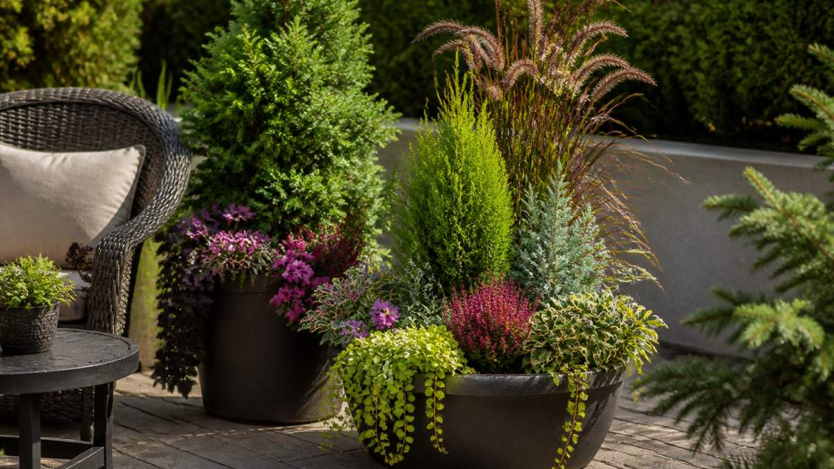 Layered outdoor patio container with mixed evergreens, ornamental grasses, and seasonal flowers in morning sun.