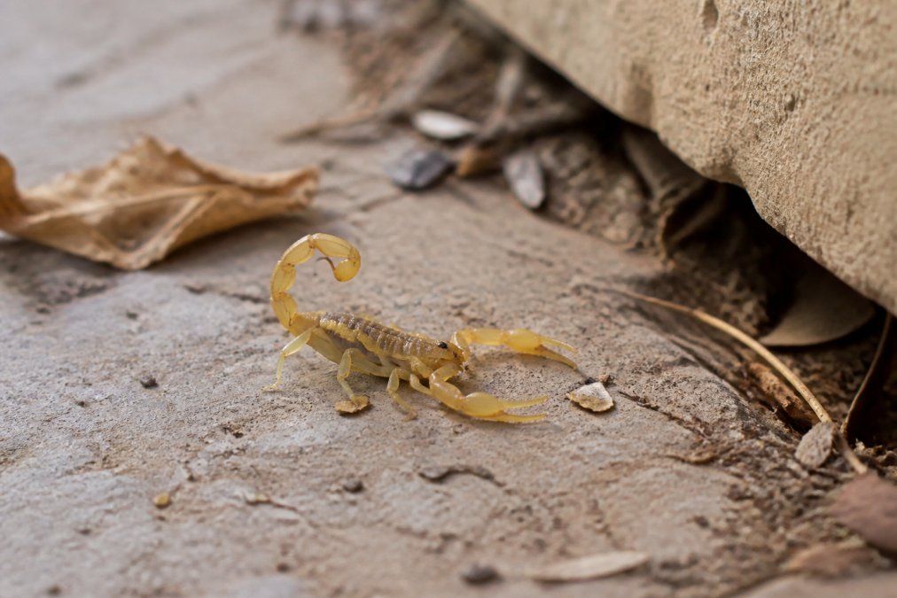Year Round Scorpion Control Schedule: Seasonal Guide