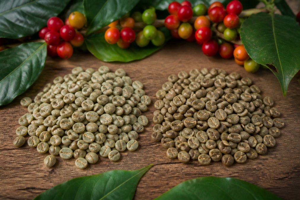 Close-up of Yirgacheffe and Sidamo coffee beans displayed side by side on a wooden surface, with fresh coffee cherries and green foliage in soft natural light