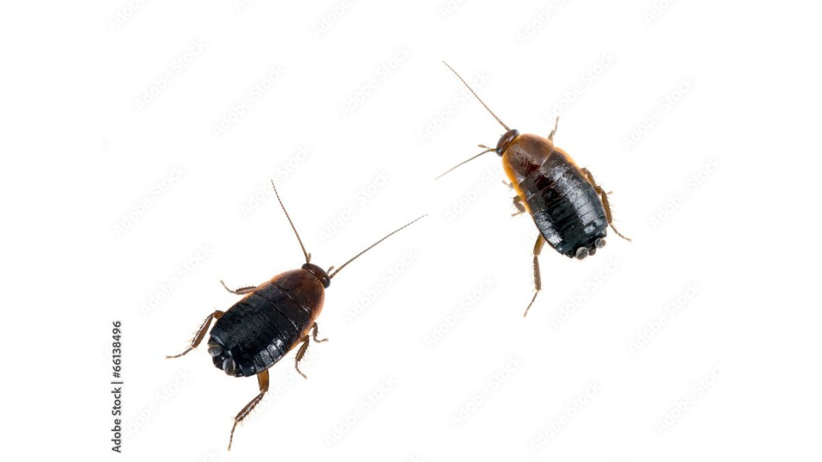 Why Cockroaches Appear in Clean Houses: 7 Surprising Reasons